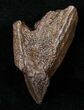 Partially Rooted Triceratops Tooth - Montana #16028-1